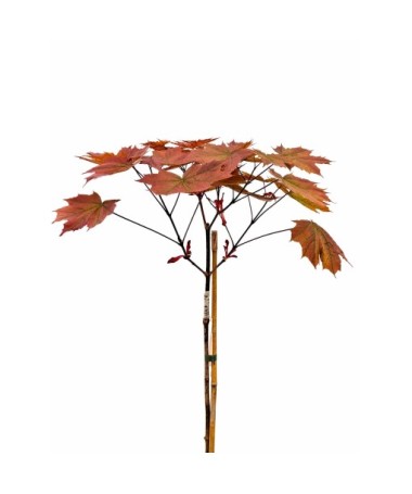 Norway Maple 'Royal Red' C6 (grafting on rootstock)