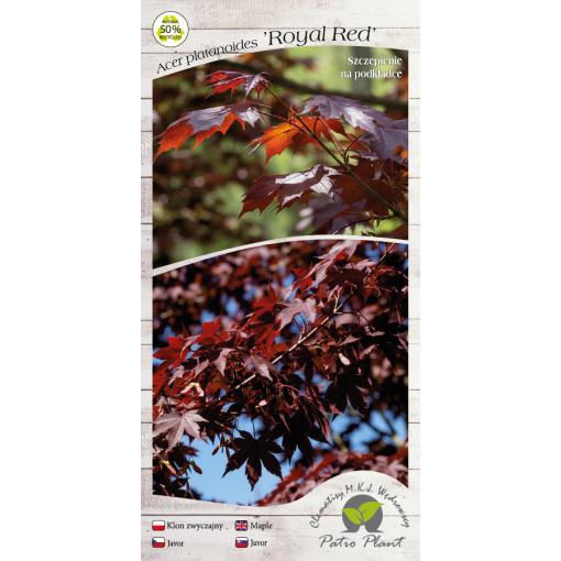 Norway Maple 'Royal Red' C6 (grafting on rootstock)