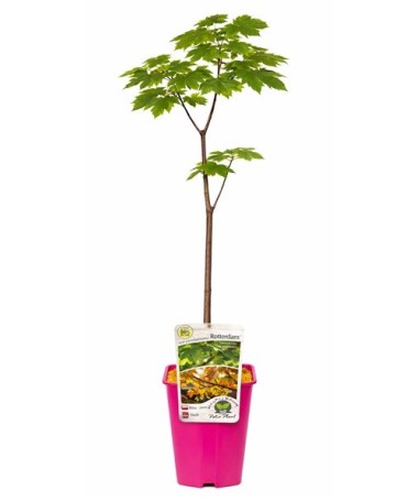 Sycamore Maple ‘Rotterdam’ C6 (grafting on rootstock)