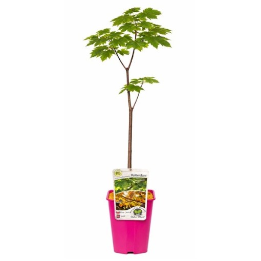 Sycamore Maple ‘Rotterdam’ C6 (grafting on rootstock)