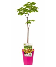 Sycamore Maple ‘Rotterdam’ C6 (grafting on rootstock)