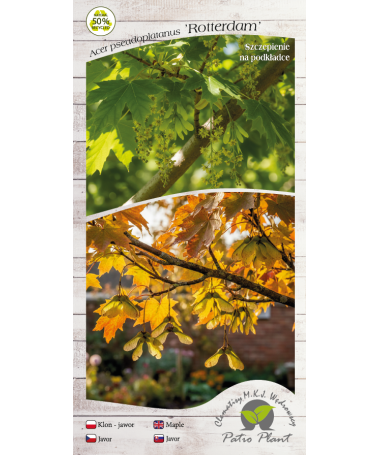 Sycamore Maple ‘Rotterdam’ C6 (grafting on rootstock)