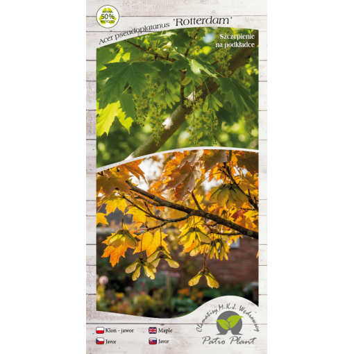 Sycamore Maple ‘Rotterdam’ C6 (grafting on rootstock)