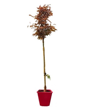 Sycamore Maple ‘Atropurpureum’ C6 (grafting on rootstock)
