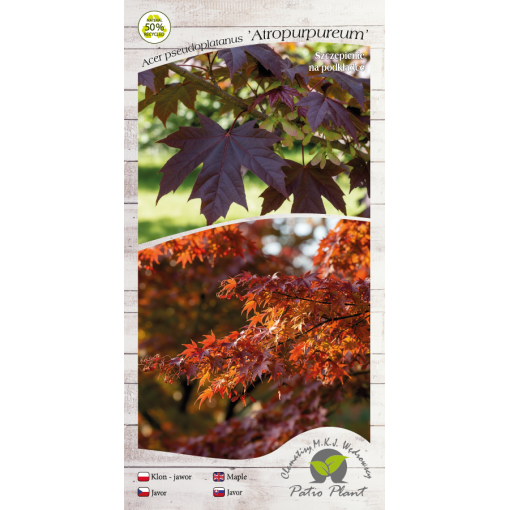 Sycamore Maple ‘Atropurpureum’ C6 (grafting on rootstock)