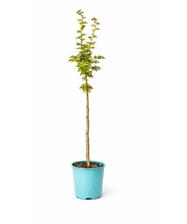 Midland Hawthorn ‘Paul’s Scarlet’ (bud-grafted) C4 (grafting on rootstock)