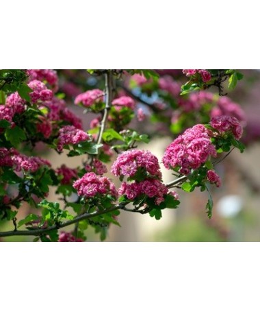 Midland Hawthorn ‘Paul’s Scarlet’ (bud-grafted) C4 (grafting on rootstock)