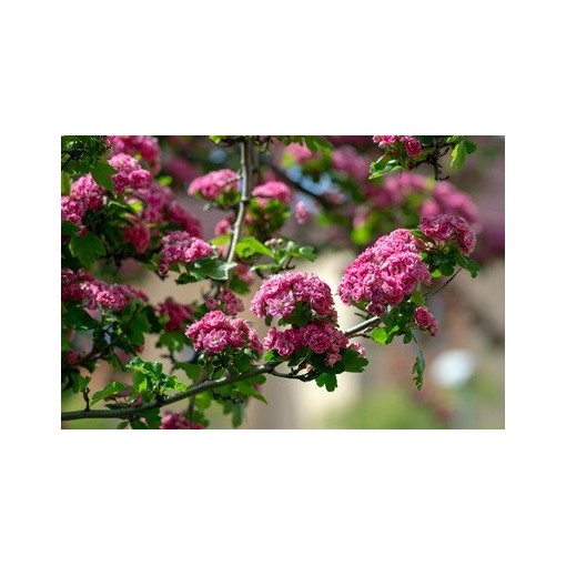 Midland Hawthorn ‘Paul’s Scarlet’ (bud-grafted) C4 (grafting on rootstock)