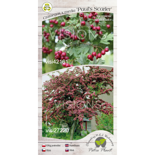 Midland Hawthorn ‘Paul’s Scarlet’ (bud-grafted) C4 (grafting on rootstock)