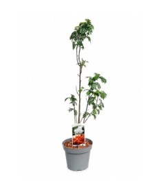 Rowan ‘Autumn Spire’ (grafted plant) C4