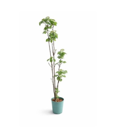 Rowan ‘Autumn Spire’ (grafted plant) C4