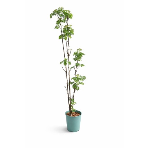 Rowan ‘Autumn Spire’ (grafted plant) C4