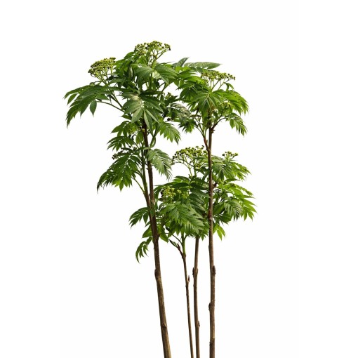 Rowan ‘Autumn Spire’ (grafted plant) C4