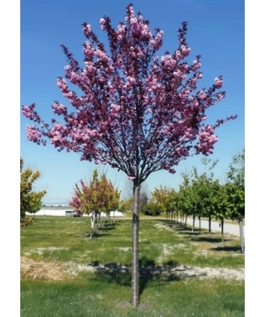 Serrated Cherry ‘Royal Burgundy’ C4 (grafting on rootstock)
