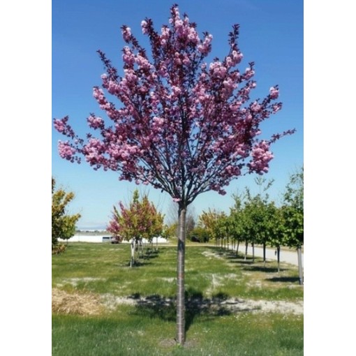 Serrated Cherry ‘Royal Burgundy’ C4 (grafting on rootstock)