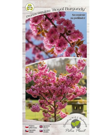 Serrated Cherry ‘Royal Burgundy’ C4 (grafting on rootstock)