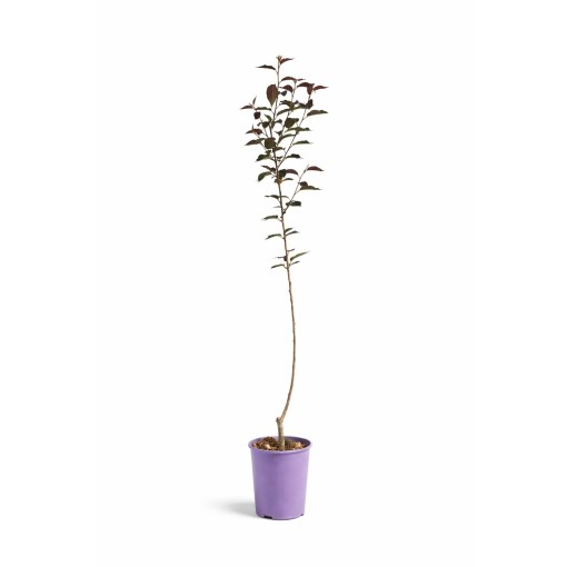 Serrated Cherry ‘Royal Burgundy’ C4 (grafting on rootstock)