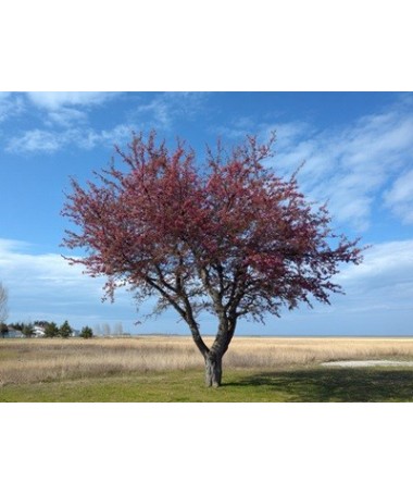 Flowering Crabapple ‘Royalty’ C4