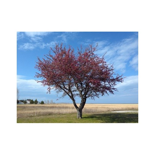 Flowering Crabapple ‘Royalty’ C4