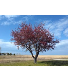 Flowering Crabapple ‘Royalty’ C4