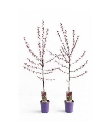 Flowering Crabapple ‘Royalty’ C4