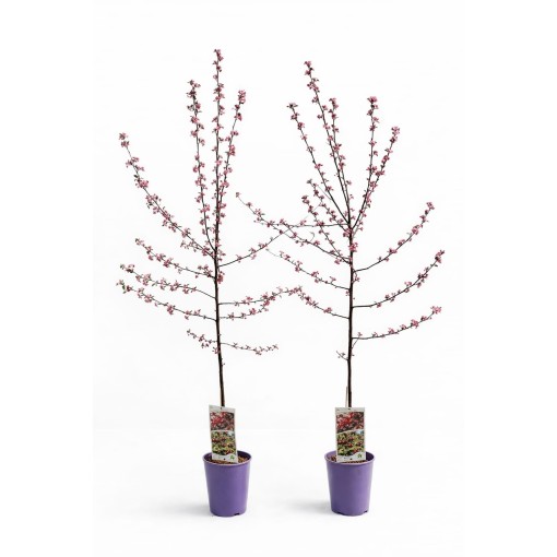 Flowering Crabapple ‘Royalty’ C4