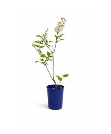Common lilac ‘Miss Ellen Willmott’ C4