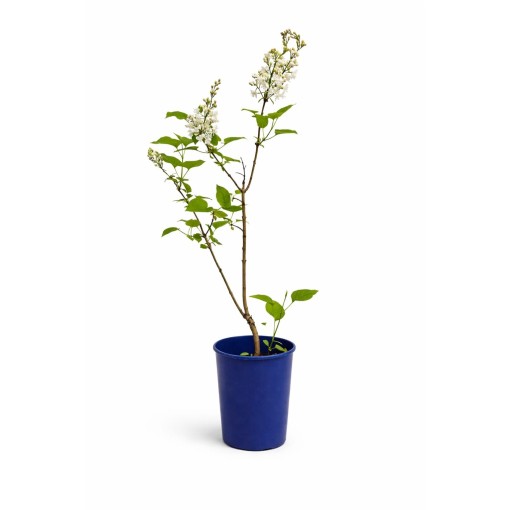 Common lilac ‘Miss Ellen Willmott’ C4
