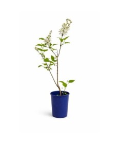 Common lilac ‘Miss Ellen Willmott’ C4