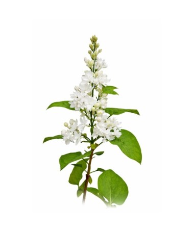 Common lilac ‘Miss Ellen Willmott’ C4