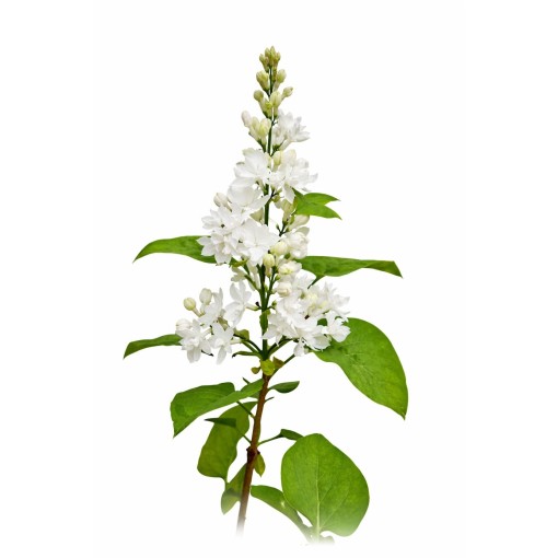Common lilac ‘Miss Ellen Willmott’ C4