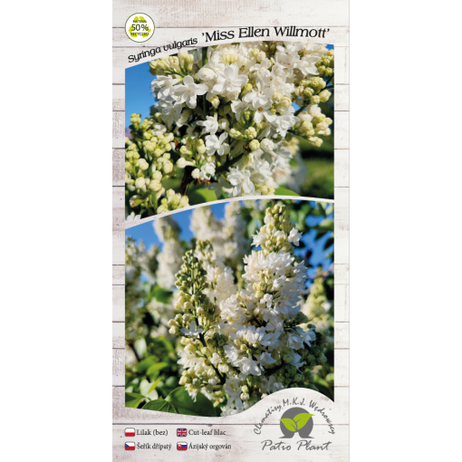 Common lilac ‘Miss Ellen Willmott’ C4