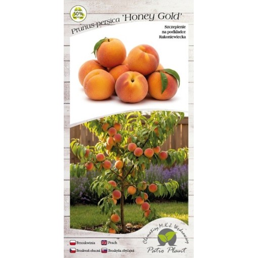 Mini Patio – Peach Honey Gold, 4L pot