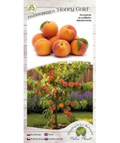 Mini Patio – Peach Honey Gold, 4L pot