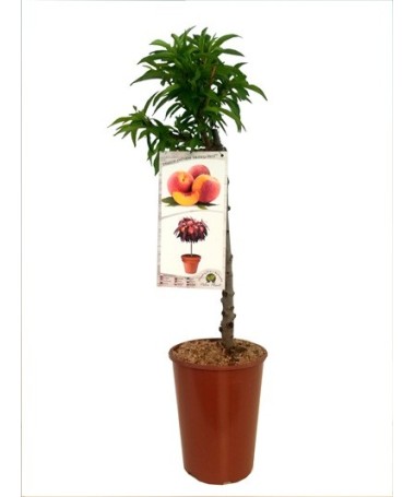 Mini Patio – Peach Honey Gold, 4L pot