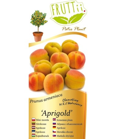 Mini Patio - Morela Aprigold poj, 4L