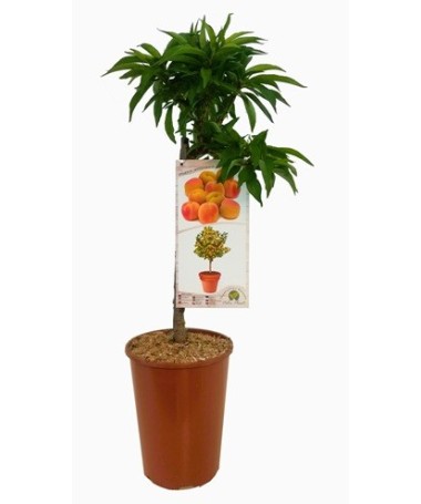 Mini Patio - Morela Aprigold poj, 4L