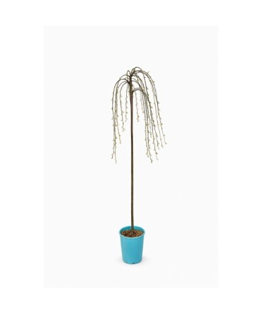Goat Willow (grafted plant) – container C4