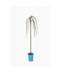Goat Willow (grafted plant) – container C4