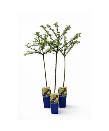 Red Gooseberry ‘Hinnonmaki Red’ C2 (grafted standard plant)