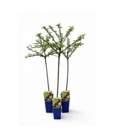 Red Gooseberry ‘Hinnonmaki Red’ C2 (grafted standard plant)