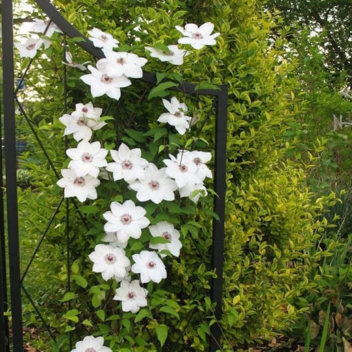 Clematis 'Maria Kaczyńska' 4L pot