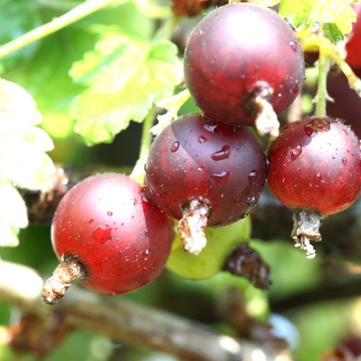 Red Gooseberry ‘Hinnonmaki Red’ C2 (grafted standard plant)