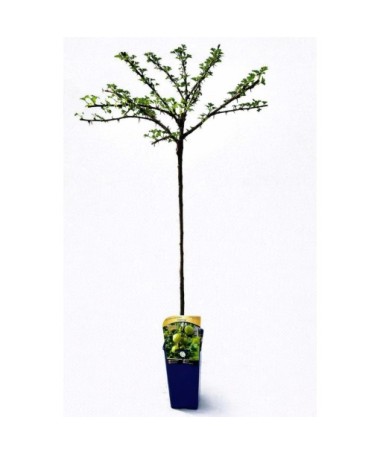 Green Gooseberry ‘Invicta’ C2 (grafted standard plant)