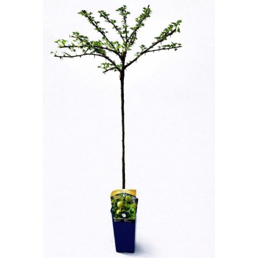 Green Gooseberry ‘Invicta’ C2 (grafted standard plant)