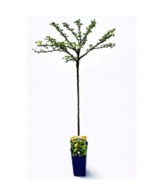 Green Gooseberry ‘Invicta’ C2 (grafted standard plant)