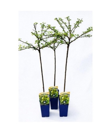 Green Gooseberry ‘Invicta’ C2 (grafted standard plant)