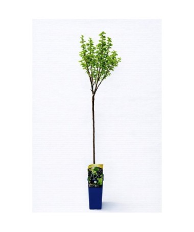 Blackcurrant ‘Titania’ C2 (grafted standard plant)