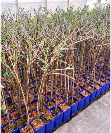 Blackcurrant ‘Titania’ C2 (grafted standard plant)