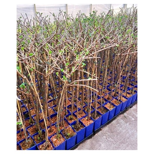 Blackcurrant ‘Titania’ C2 (grafted standard plant)